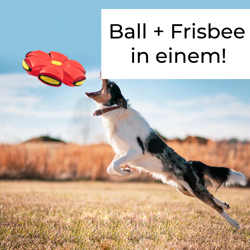 Wunderball - Lieblingsball in 2023 für Hunde