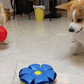 Wunderball - Lieblingsball in 2023 für Hunde